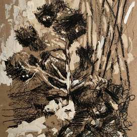 Можжевельник Пруд Юкка