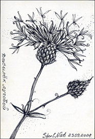 Василек скабиозовый_Centaurea