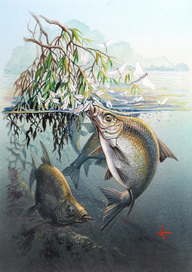 Вылет поденки.