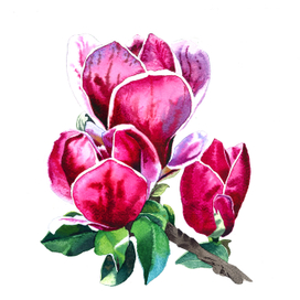 Бутоны магнолии