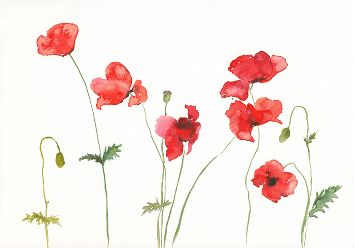 Маки у белой стены