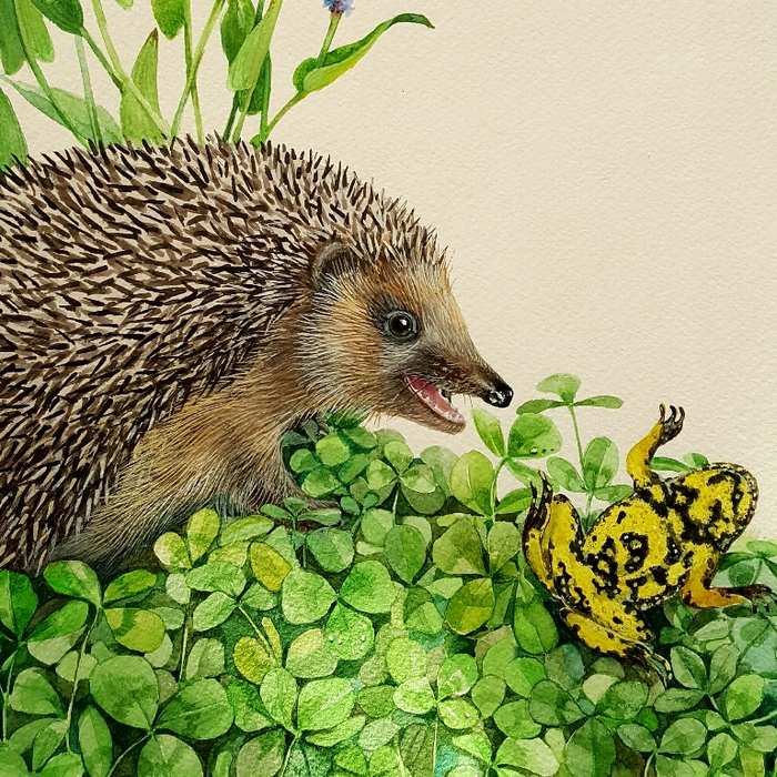 Иллюстрация к книге "Такие разные лягушки" 