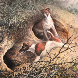 Норные собаки. Гладкошерстный фокстерьер.