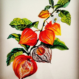 Физалис. Ботаническая зарисовка