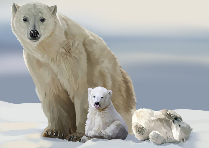 Белые медведи
