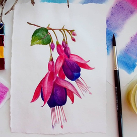 Фуксия. Ботаническая иллюстрация