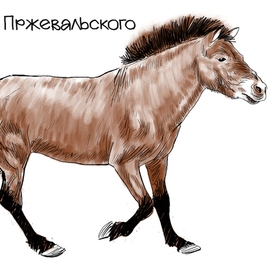 Игорь Акимушкин  "На коне через века" 