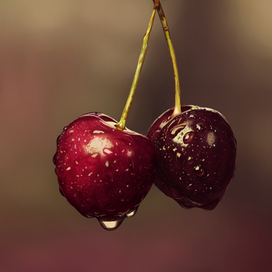 Черешня (рисунок по фото)