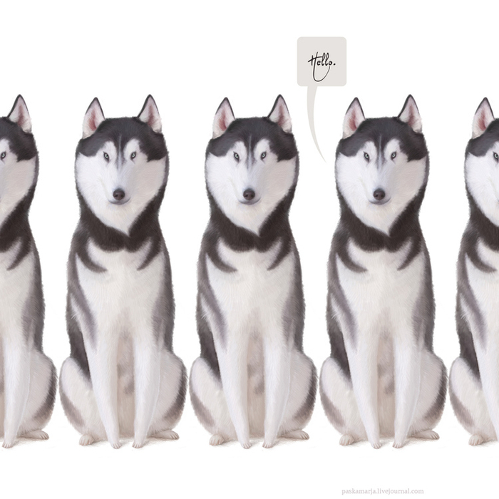 Хаски-хаски-хаски