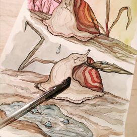 Приключения улитки