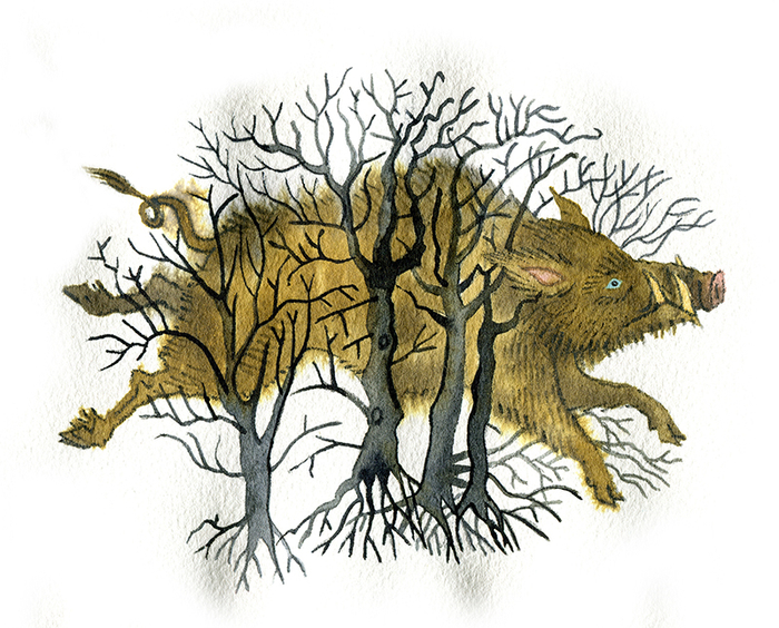 "Заколдованный кабан". Румынская сказка.