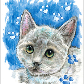 Голубой котик