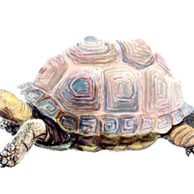 Галапогосская черепаха