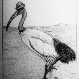 Ibis