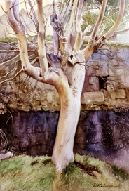 ,,Диковинное дерево.Ирландия,,