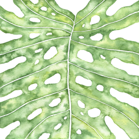 Monstera leaf