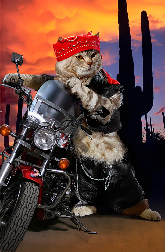 Календарь «Год кота»