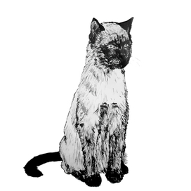 Сиамский кот