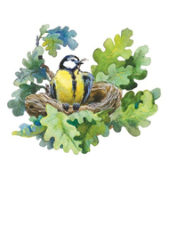 Соседка синичка