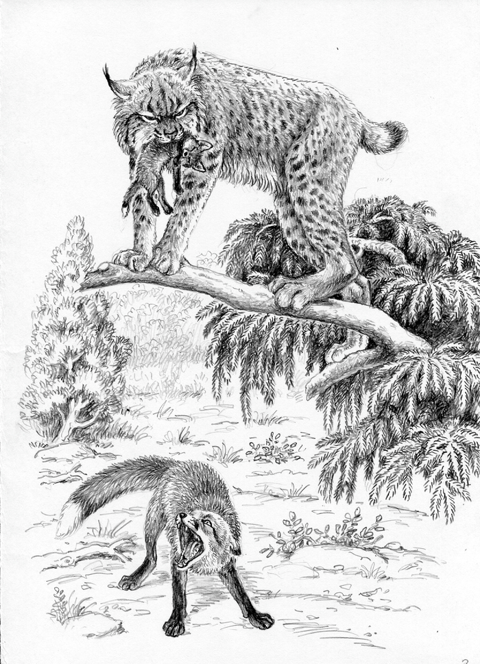 В долинах Рингваака