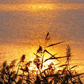 Золотой закат ...