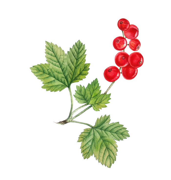 Красная смородина