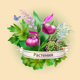 Шапка для раздела на сайте