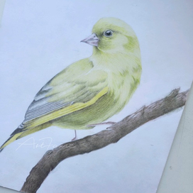 Маленькая птичка 