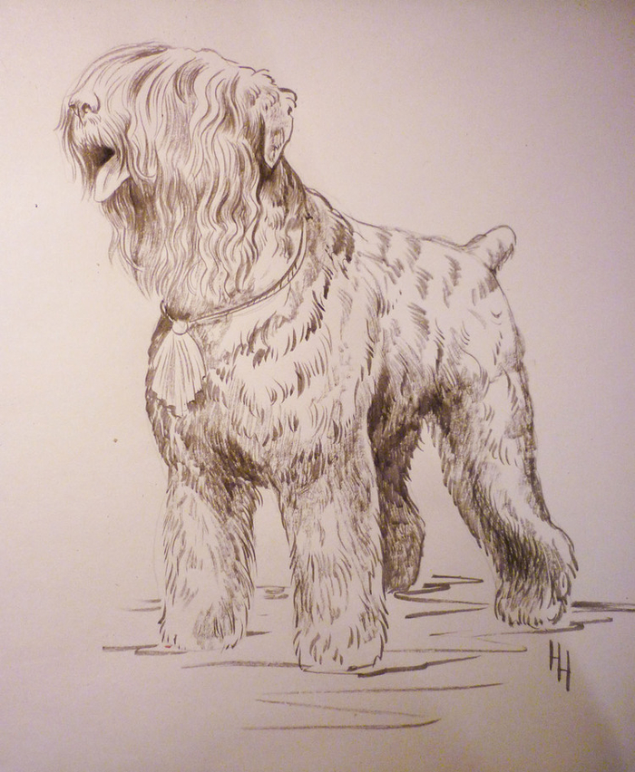 РЧТ (Русский черый терьер)