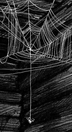 Паучок. Иллюстрации к сборнику стихов о тайге. 