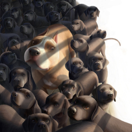 Стаффордшир