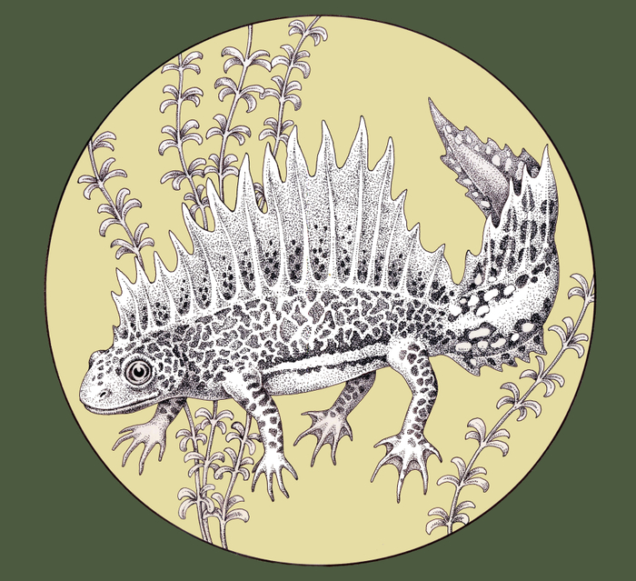 Малоазиатский тритон. Серия "Красная Книга СССР"