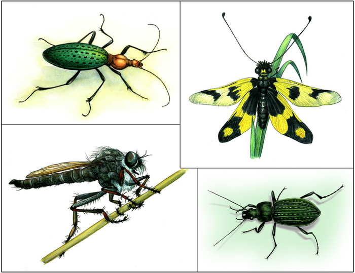 Букашки-таракашки (для "Красной книги России")