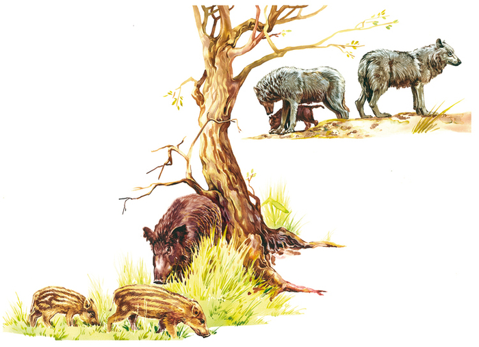 иллюстрация к природоведению