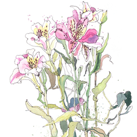 Альстромерия