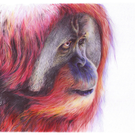 Орангутанг