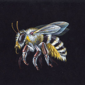 "Pest" 2-я серия 002