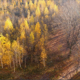 Ноксинский Лес Восток