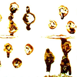 шоколадный мир