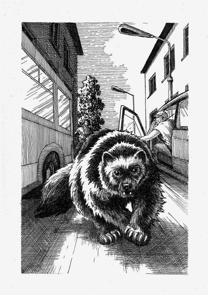 Возвращение росомахи. Илл.18