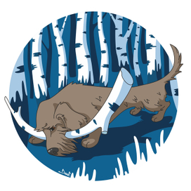 Таксоскоп: Телец