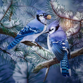 Голубые сойки.