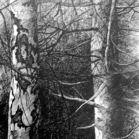 лесная зарисовка