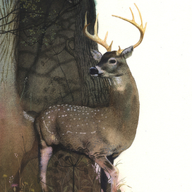 Перро Спящая красавица