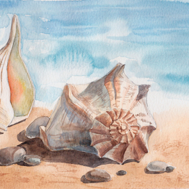 Ракушки