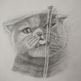 Кот пьет воду