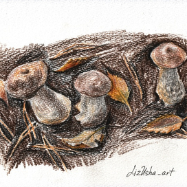 Подберезовики