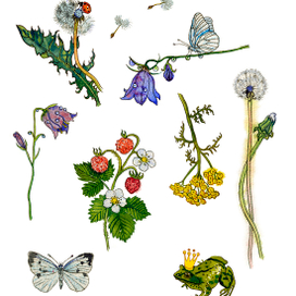 Летние сокровища.