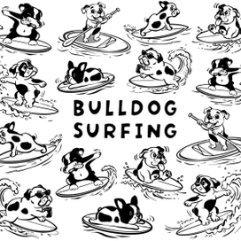 Bulldog surfing