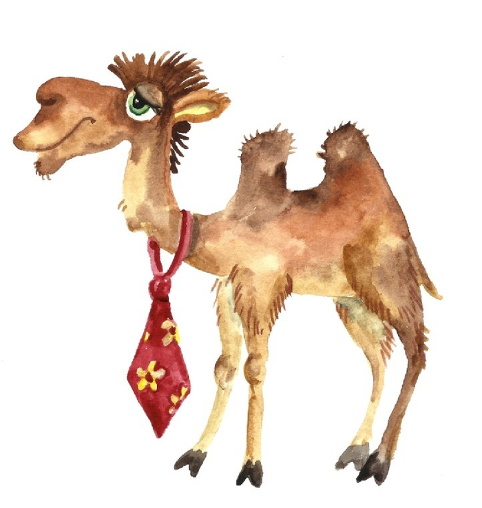 Верблюд Стиляга